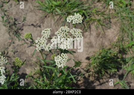 Achillea millefolium, a hairy herb with a rhizome, an Asteraceae family. White flowers surrounded by green leaves. Horizontal photo Stock Photo