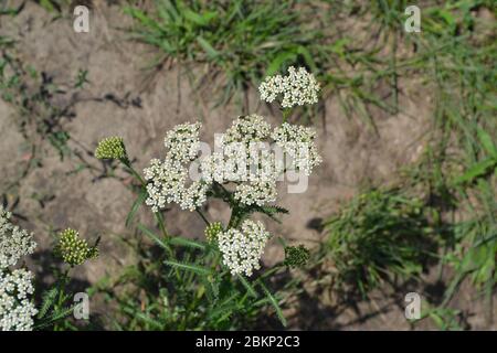 Achillea millefolium, a hairy herb with a rhizome, an Asteraceae family. White flowers surrounded by green leaves. Useful plant. Horizontal photo Stock Photo