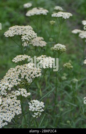 Achillea millefolium, a hairy herb with a rhizome, an Asteraceae family. White flowers surrounded by green leaves. Useful. Vertical photo Stock Photo