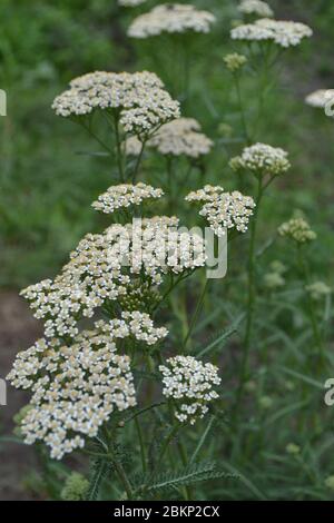 Achillea millefolium, a hairy herb with a rhizome, an Asteraceae family. White flowers surrounded by green leaves. Vertical photo Stock Photo