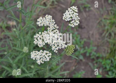 Achillea millefolium, a hairy herb with a rhizome, an Asteraceae family. White flowers surrounded by green leaves. Useful plant. Delicate inflorescenc Stock Photo