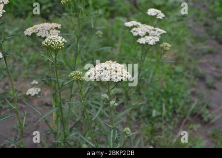 Achillea millefolium, a hairy herb with a rhizome, an Asteraceae family. White flowers surrounded by green leaves. Plant. Horizontal photo Stock Photo