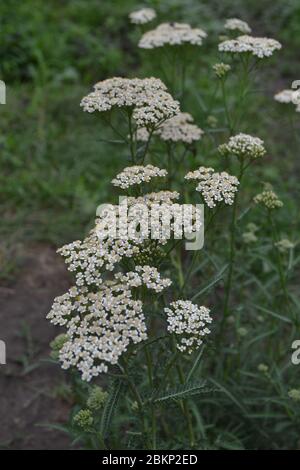 Achillea millefolium, a hairy herb with a rhizome, an Asteraceae family. White flowers surrounded by leaves. Vertical photo Stock Photo