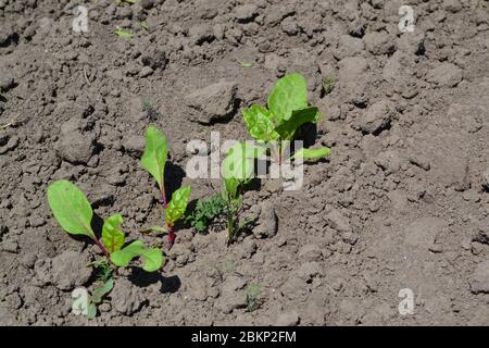 Young green sprouts on on black ground. Delicate little leaves. Sprouted beet seeds. Shoots of red beet. Leaves Stock Photo