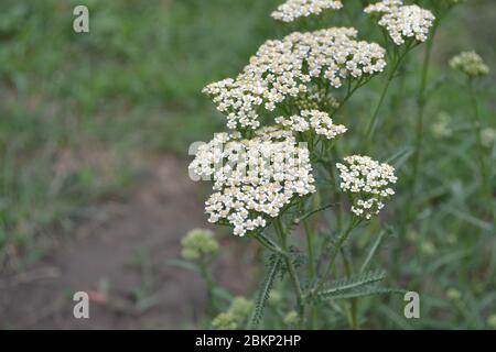 Achillea millefolium, a hairy herb with a rhizome, an Asteraceae family. White flowers. Horizontal photo Stock Photo