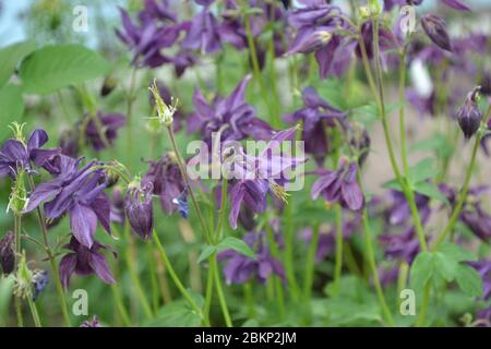 Garden Aquilégia, grassy perennial plants (Ranunculaceae). Blue, purple ...