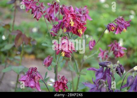 Nice day. Flower garden, bed. Beautiful. Aquilégia, grassy perennial plants(Ranunculaceae). Pink inflorescences Stock Photo