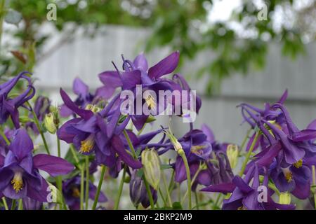 Sunny. Flower garden, home flower bed. Aquilégia, grassy perennial plants of the Snake family (Ranunculaceae). Blue, purple Stock Photo