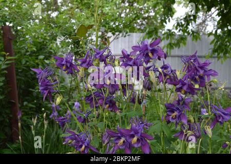 Sunny garden. Aquilégia, grassy perennial plants of the Snake family (Ranunculaceae). Blue, purple Stock Photo