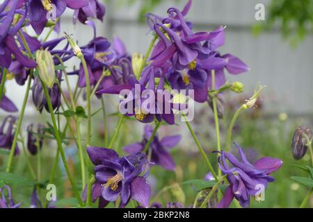 Sunny. Flower garden, home. Aquilégia, grassy perennial plants of the Snake family (Ranunculaceae). Blue, purple Stock Photo