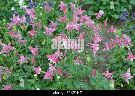 Flower garden, bed. Nice spring day. Beautiful. Aquilégia, grassy perennial plants(Ranunculaceae). Pink inflorescences Stock Photo