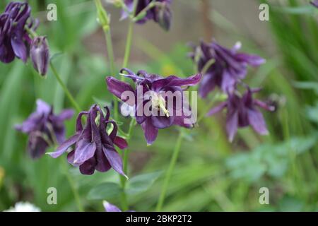 Aquilégia, grassy perennial plants of the Snake family (Ranunculaceae). Flower. Blue, purple Stock Photo