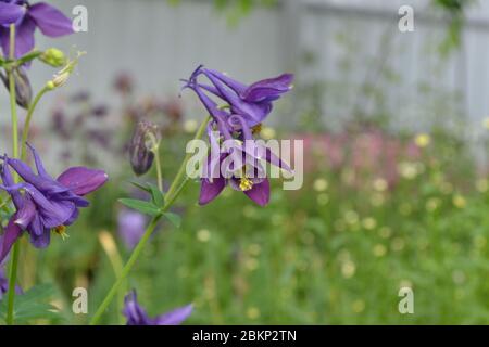 Sunny. Flower garden. Aquilégia, grassy perennial plants of the Snake family (Ranunculaceae). Blue, purple Stock Photo