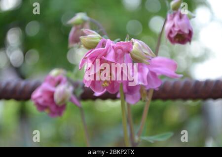 Cute garden plants. Flower garden, bed. Aquilégia, grassy perennial plants(Ranunculaceae). Pink inflorescences Stock Photo