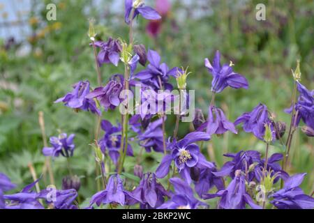 Aquilégia, grassy perennial plants of the Snake family (Ranunculaceae). Beautiful flowers. Blue, purple inflorescences. Horizontal photo Stock Photo