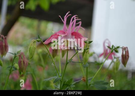 Cute Garden Bell. Flower garden, bed. Aquilégia, grassy perennial plants (Ranunculaceae). Pink inflorescences Stock Photo