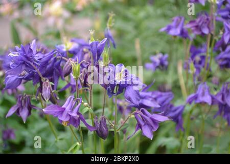 Aquilégia, grassy perennial plants of the Snake family (Ranunculaceae). Beautiful spring flowers. Blue, purple inflorescences. Horizontal photo Stock Photo