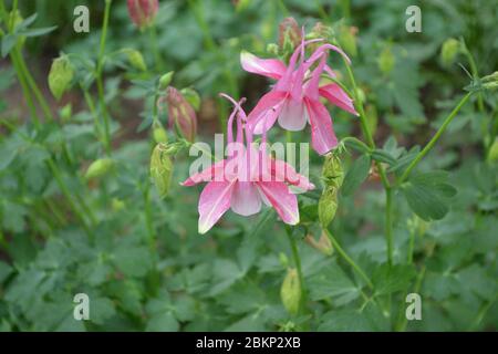 Cute Bell. Flower garden, bed. Aquilégia, grassy perennial plants (Ranunculaceae). Pink inflorescences Stock Photo