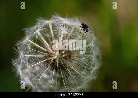 A small fly on the seed head of a dandelion (Taraxacum) Stock Photo