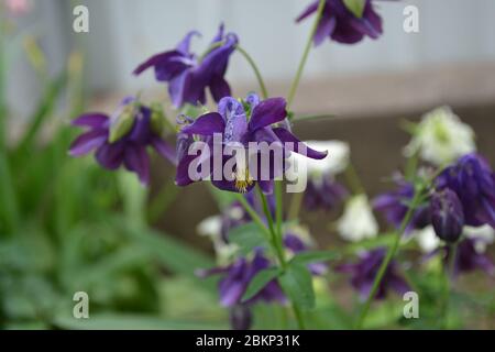 Flower garden, bed. Aquilégia, grassy perennial plants of the Snake family (Ranunculaceae). Blue, purple. Nice Stock Photo