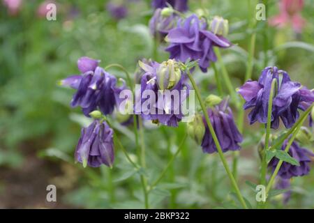 Flower garden, flower bed. Aquilégia, grassy perennial plants of the Snake family (Ranunculaceae). Blue, purple. Nice Stock Photo