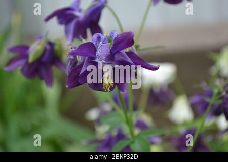 Flower garden. Aquilégia, grassy perennial plants of the Snake family (Ranunculaceae). Blue, purple. Nice Stock Photo