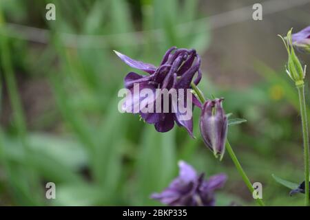 Flower. Aquilégia, grassy perennial plants of the Snake family (Ranunculaceae). Blue, purple Stock Photo