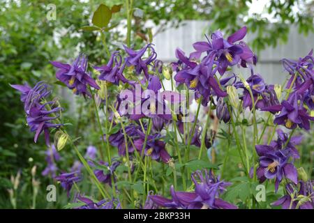 Sunny. Aquilégia, grassy perennial plants of the Snake family (Ranunculaceae). Blue, purple Stock Photo