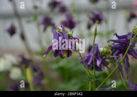 Flower. Aquilégia, grassy perennial plants of the Snake family (Ranunculaceae). Blue, purple. Nice Stock Photo