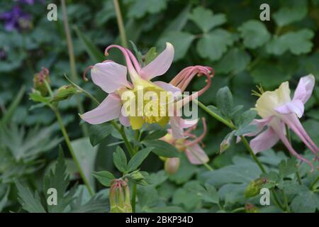 Nice. Flower garden, bed. Aquilégia, grassy perennial plants (Ranunculaceae). Yellow inflorescences Stock Photo