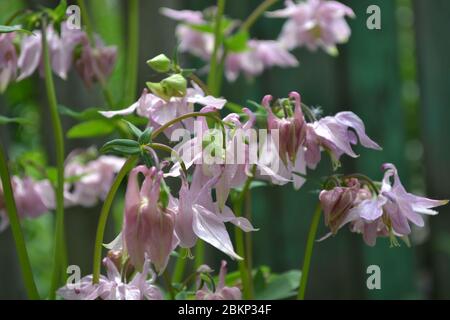 Garden Bell. Flower garden, bed. Aquilégia, grassy perennial plants(Ranunculaceae). Pink inflorescences Stock Photo