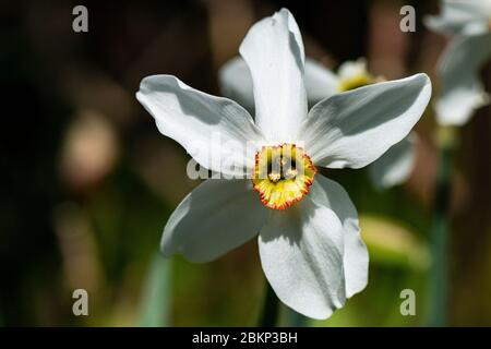 The flower of a old pheasant's eye daffodil (Narcissus poeticus var. recurvus) Stock Photo