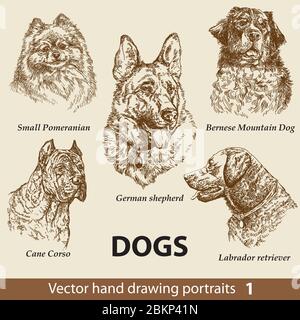 Hand drawing set of a cute dogs breeds. Dogs head isolated on beige background. Pencil, ink hand drawn realistic portrait. Animal collection. Good for Stock Vector