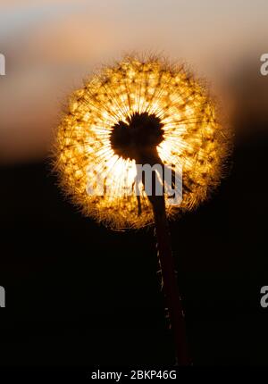 Dandelion To Sunset - Freedom to Wish. Dandelion silhouette against sunset Stock Photo