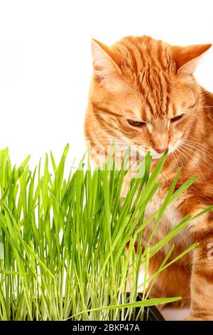 Ginger tabby cat eating cat grass isolated on a white background Stock Photo