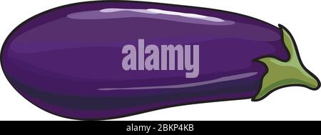 Vector. Aubergine. Eggplant on the white background Stock Vector