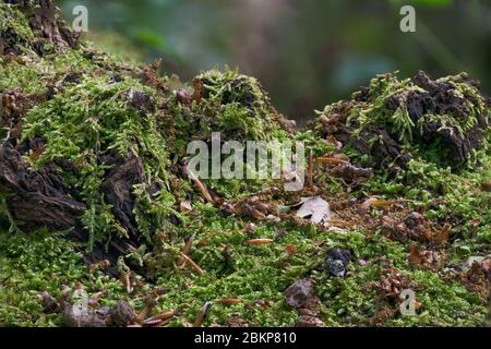 Closeup view of lichen growing on a fallen tree Stock Photo