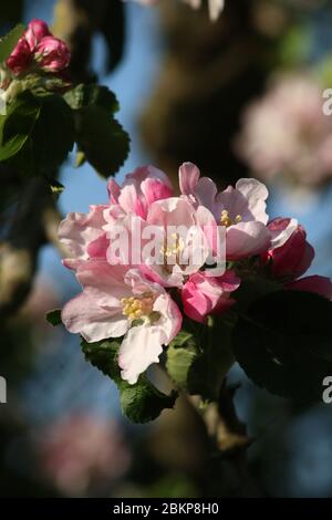 Close-up of pink and red blossom and green leaves on a small branch of a Bramley Apple tree, malus domestica, in a garden in sunlight on a spring day. Stock Photo