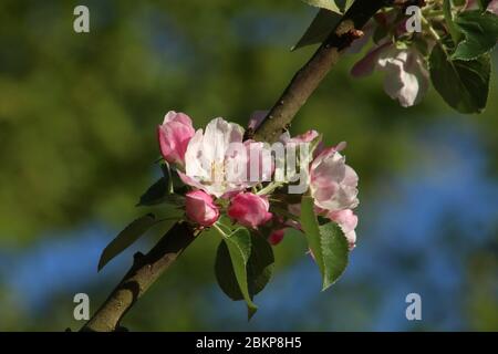 Close-up of pink and red blossom and green leaves on a small branch of a Bramley Apple tree, malus domestica, in a garden in sunlight on a spring day. Stock Photo