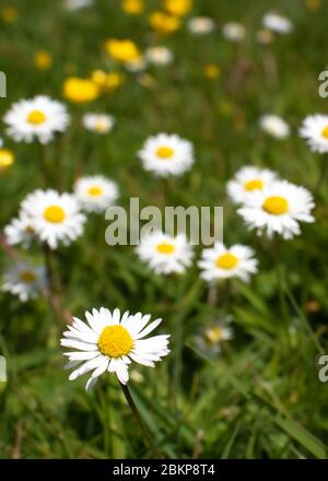 Close up image of daisies and buttercups in grass in England - May 2020 - during coronavirus lockdown Stock Photo