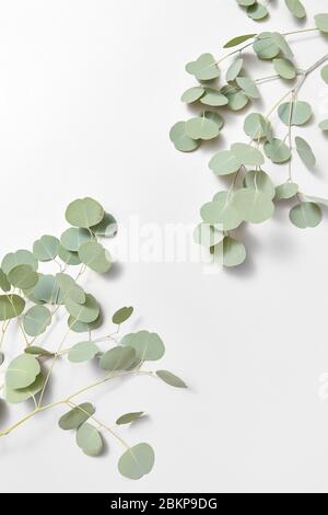 Decorative corner frame from evergreen fresh natural branches of Eucalyptus plant on a light grey background, copy space. Greeting card. Stock Photo
