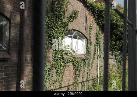 Wall with window of an abandoned farm is overgrown with ivy (Hedera helix). Focus on wall. Stock Photo