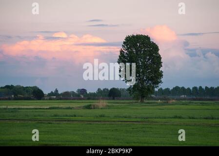 Lone tree in green dutch polder landscape with sunlit storm clouds in the distance. Blur in foreground due to focus on tree and background. Stock Photo