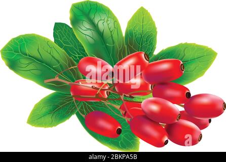 Red barberries vector illustration with leaves isolated on white background organic herbal supplements Stock Vector