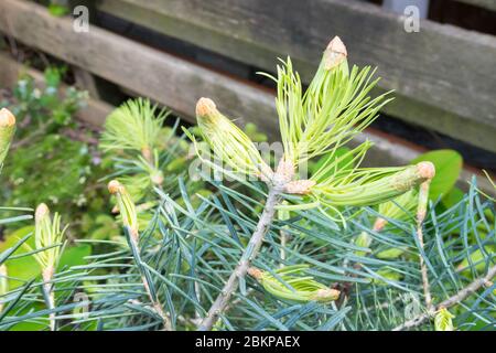 Colorado White Fir's bud has sprouted with fresh new needles. Latin name is Abies concolor glauca. Stock Photo