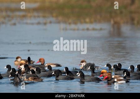 Eurasian coot or common coot or Fulica atra flock with red crested pochard Netta rufina family with water splash at wetland of keoladeo national park Stock Photo