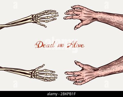 Human and Skeleton hands. Bony arm. Dead and alive concept for halloween banner or poster. Drawn engraved monochrome vintage biology sketch. Vector Stock Vector