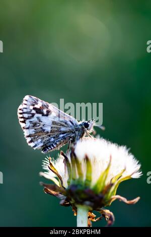 Beautiful tender delicate butterfly on white fluffy dandelion Stock Photo -  Alamy