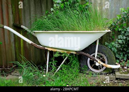 white painted wheelbarrow in garden, norfolk, england Stock Photo