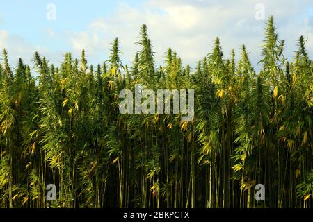 Field of green medial cannabis against the sky. Stock Photo